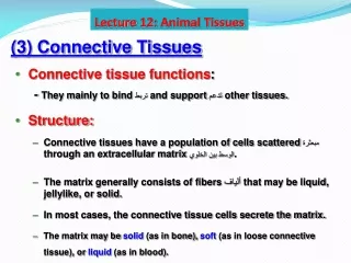 (3) Connective Tissues