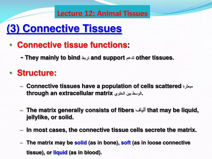 lecture 12 animal tissues