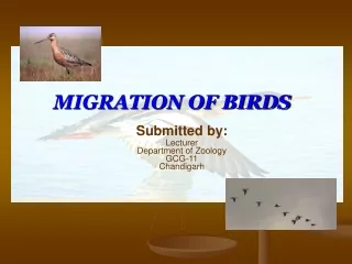 MIGRATION OF BIRDS