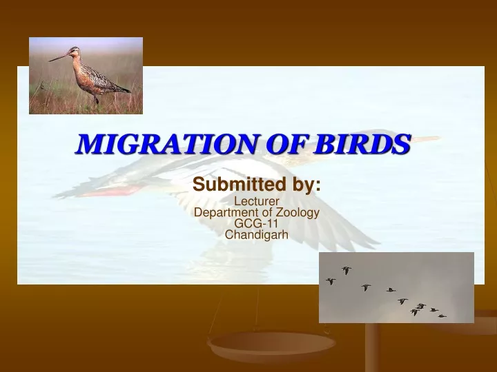 migration of birds