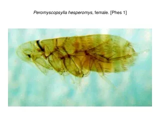 Peromyscopsylla hesperomys,  female. [Phes 1]