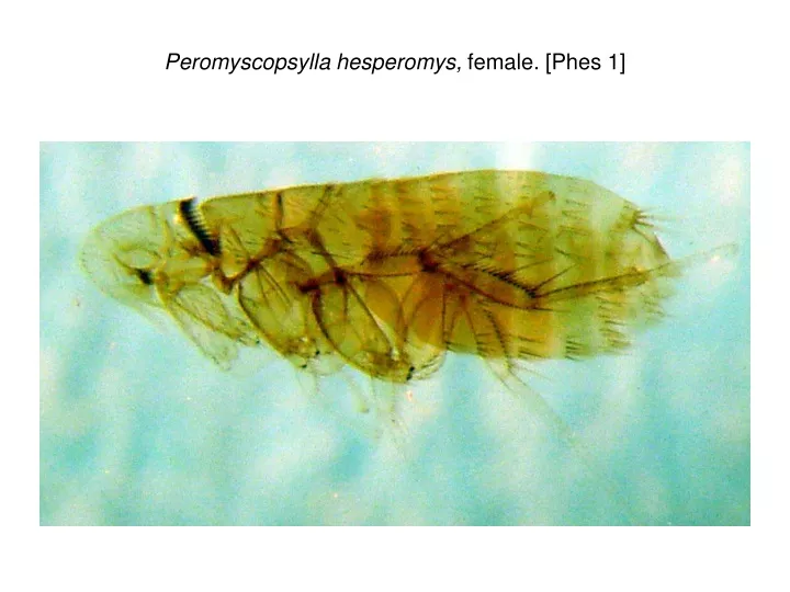 peromyscopsylla hesperomys female phes 1