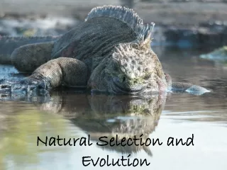 Natural Selection and Evolution