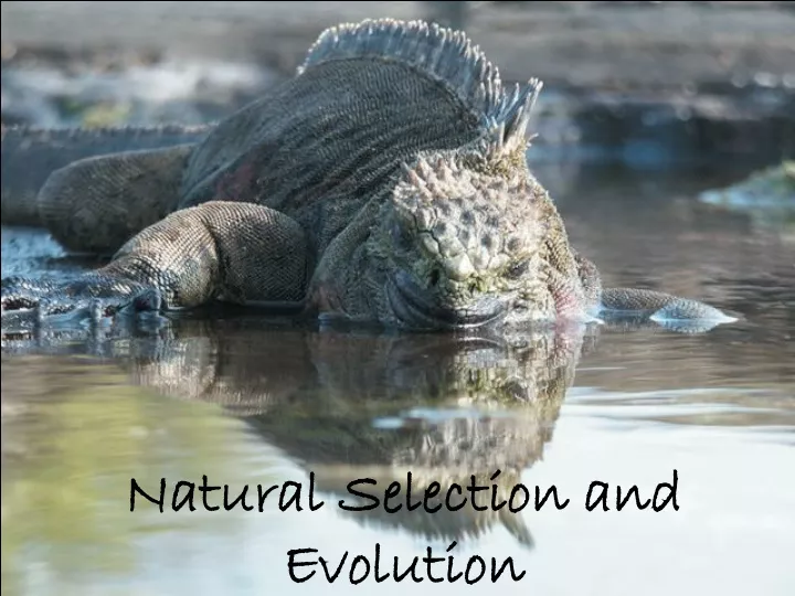 natural selection and evolution