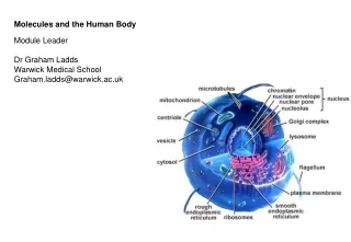 Molecules and the Human Body Module Leader Dr Graham Ladds Warwick Medical School