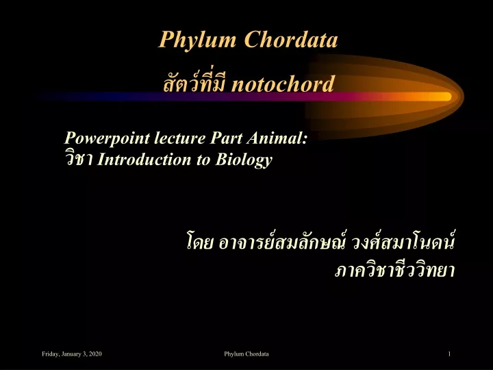 phylum chordata notochord