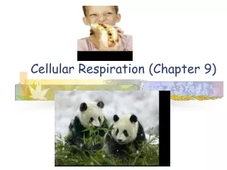 Cellular Respiration (Chapter 9)
