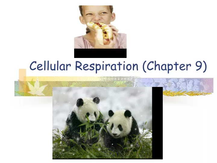 cellular respiration chapter 9