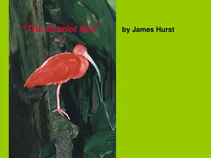 the scarlet ibis by james hurst