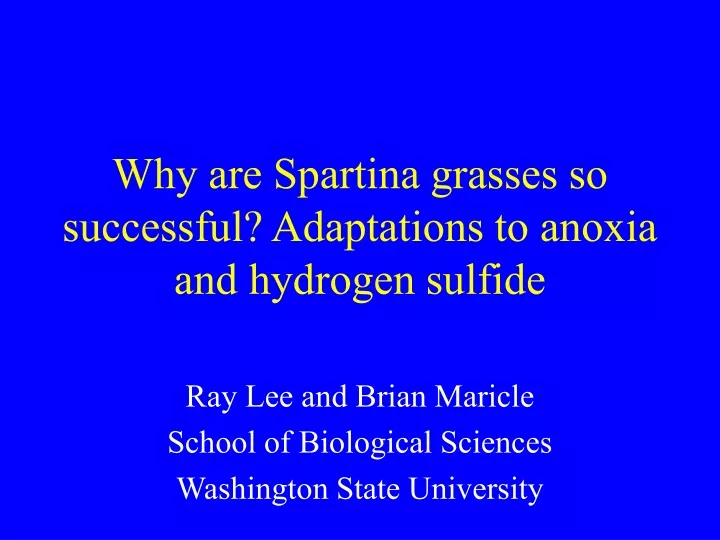 why are spartina grasses so successful adaptations to anoxia and hydrogen sulfide
