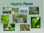 Aquatic Plants - slide 1
