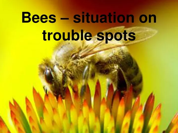 bees situation on trouble spots