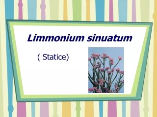 Limmonium sinuatum
