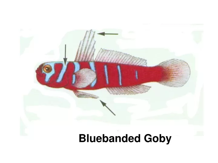 bluebanded goby