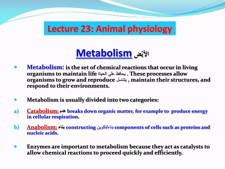 metabolism