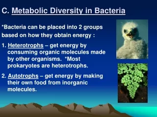 C.  Metabolic Diversity in Bacteria