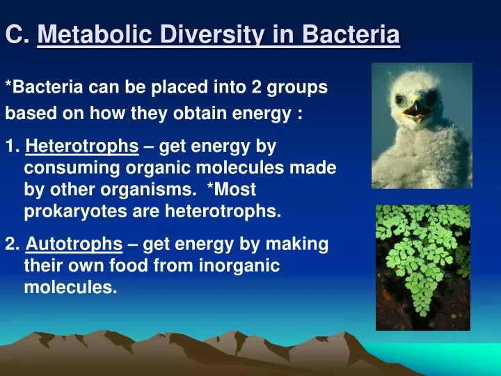 c metabolic diversity in bacteria