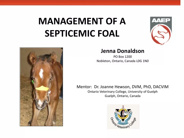 management of a septicemic foal