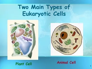 Two Main Types of Eukaryotic Cells