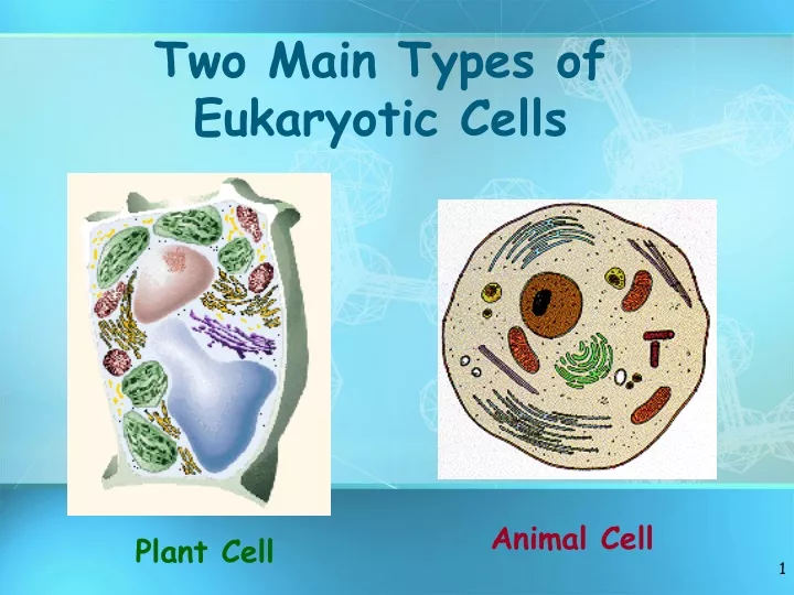 two main types of eukaryotic cells