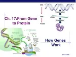 Ch. 17:From Gene  to Protein - slide 1