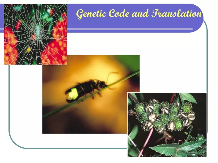 genetic code and translation
