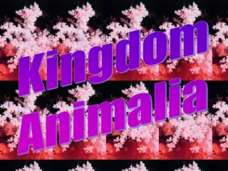 Kingdom Animalia