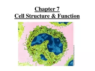 Chapter 7 Cell Structure &amp; Function