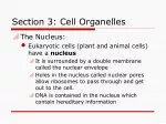 Cell Organelles: Nucleus, ER, Golgi, Mitochondria in Eukaryotic Cells - slide 1