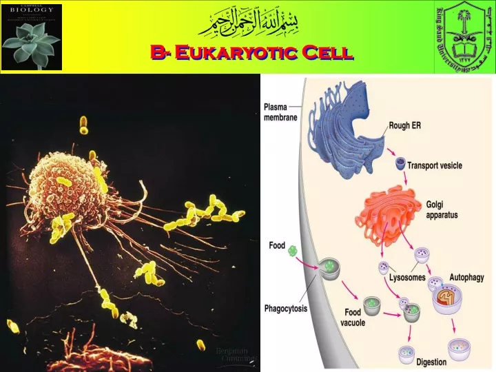 b eukaryotic cell
