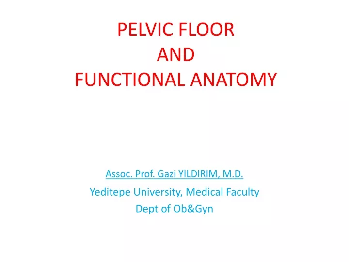 pelvic floor and functional anatomy