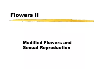 Flowers II