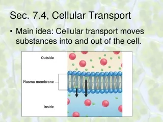 Sec. 7.4, Cellular Transport