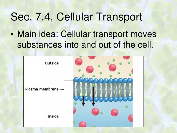 sec 7 4 cellular transport