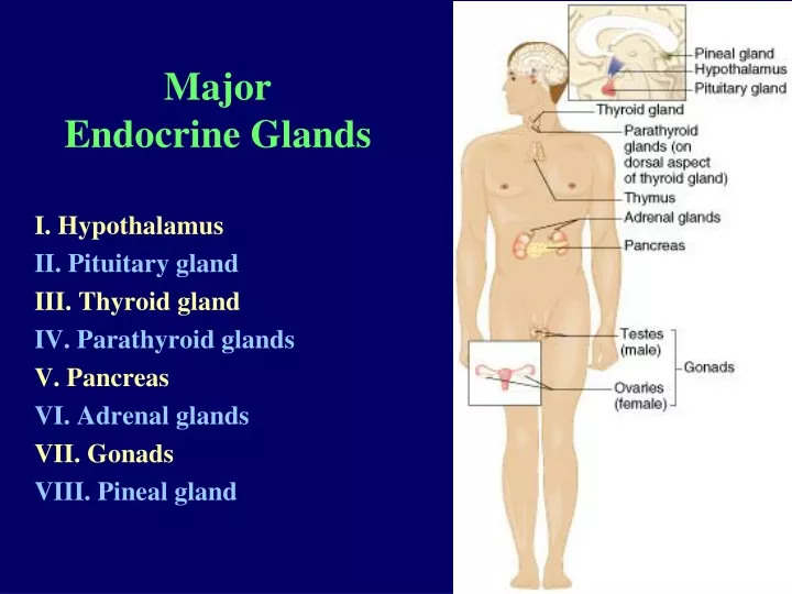 major endocrine glands