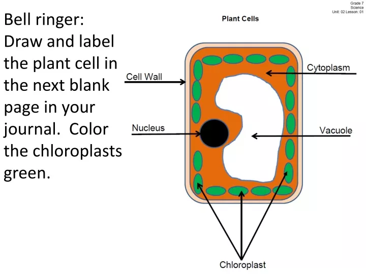 bell ringer draw and label the plant cell