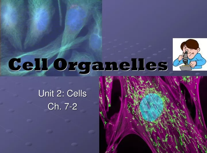 cell organelles