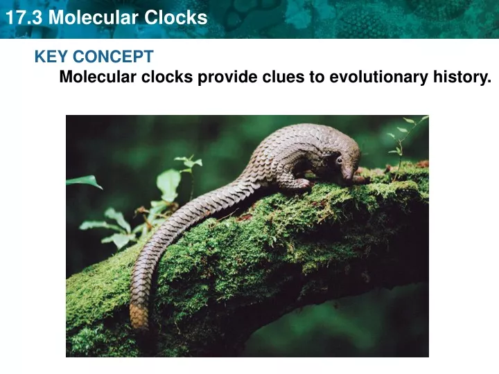 key concept molecular clocks provide clues