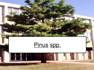 Pinus spp .