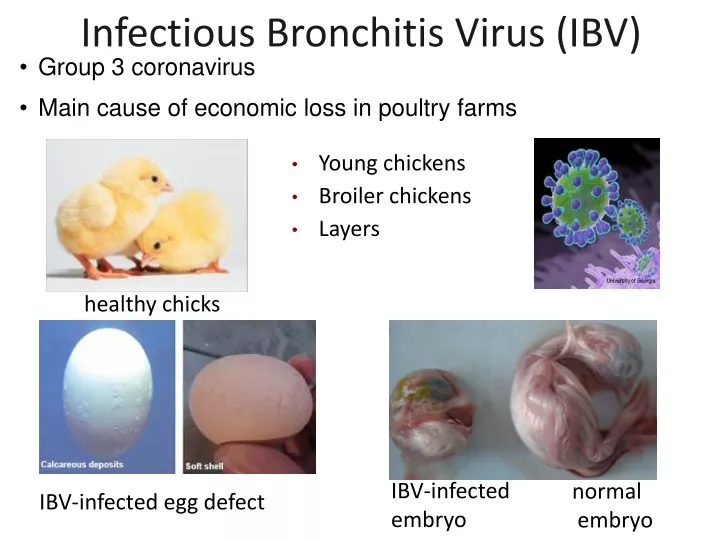 infectious bronchitis virus ibv