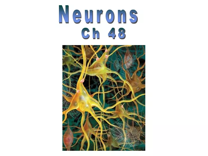 neurons