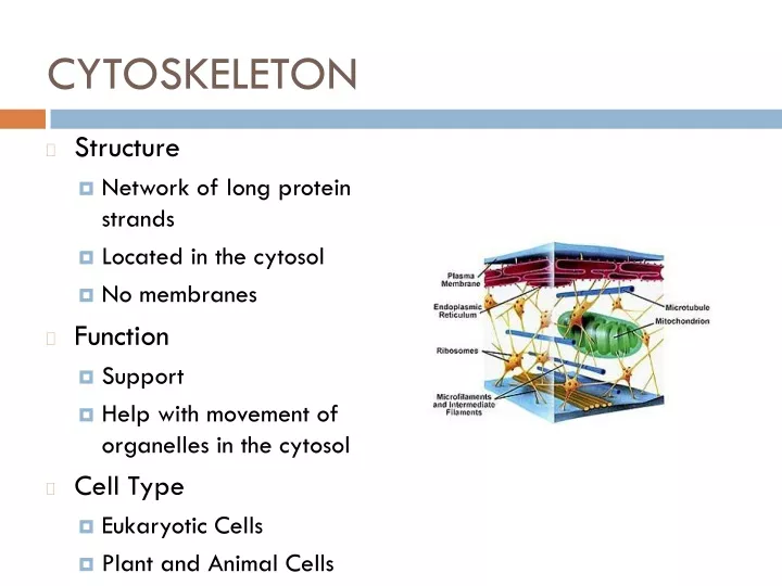 cytoskeleton