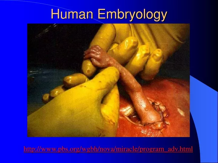 human embryology