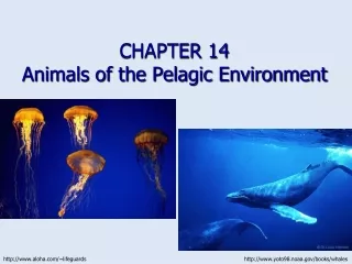 CHAPTER 14   Animals of the Pelagic Environment