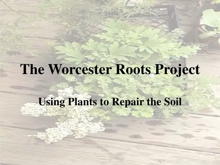 the worcester roots project