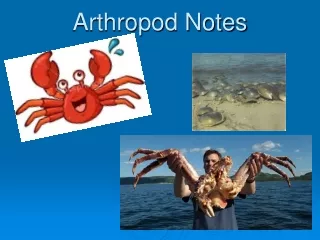 Arthropod Notes