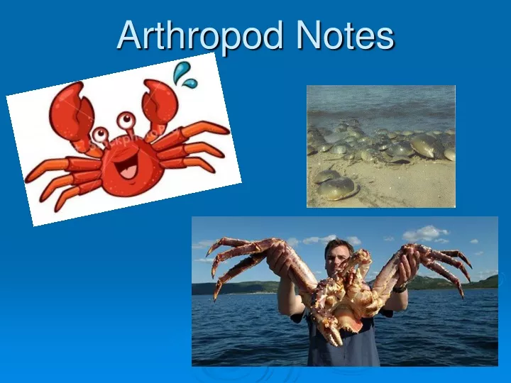 arthropod notes