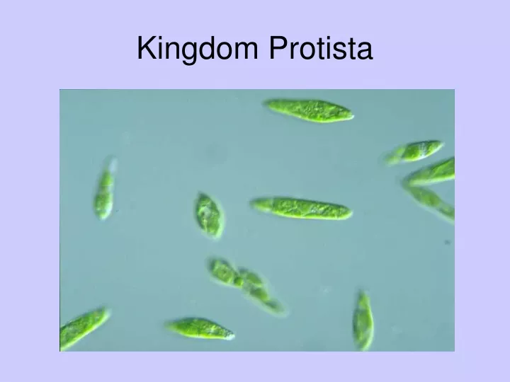 kingdom protista