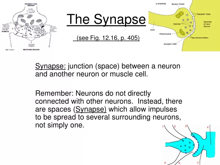 the synapse see fig 12 16 p 405