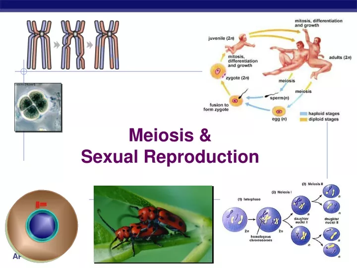 meiosis sexual reproduction